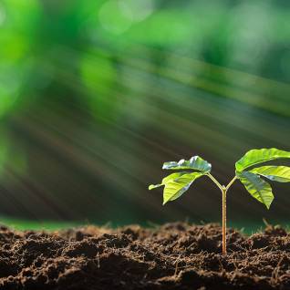 environnement-pousse-arbre