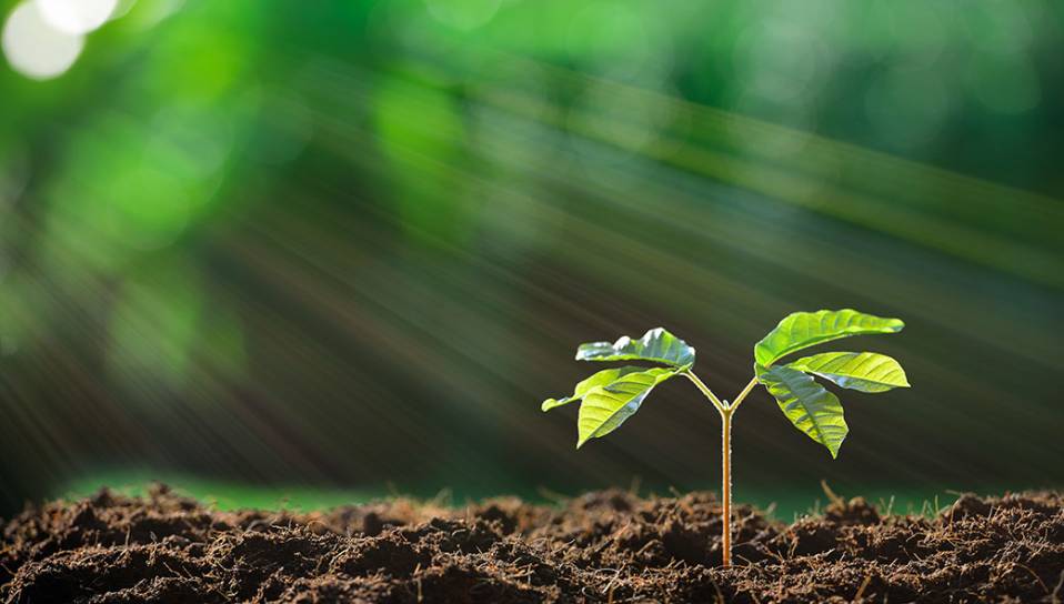 environnement-pousse-arbre