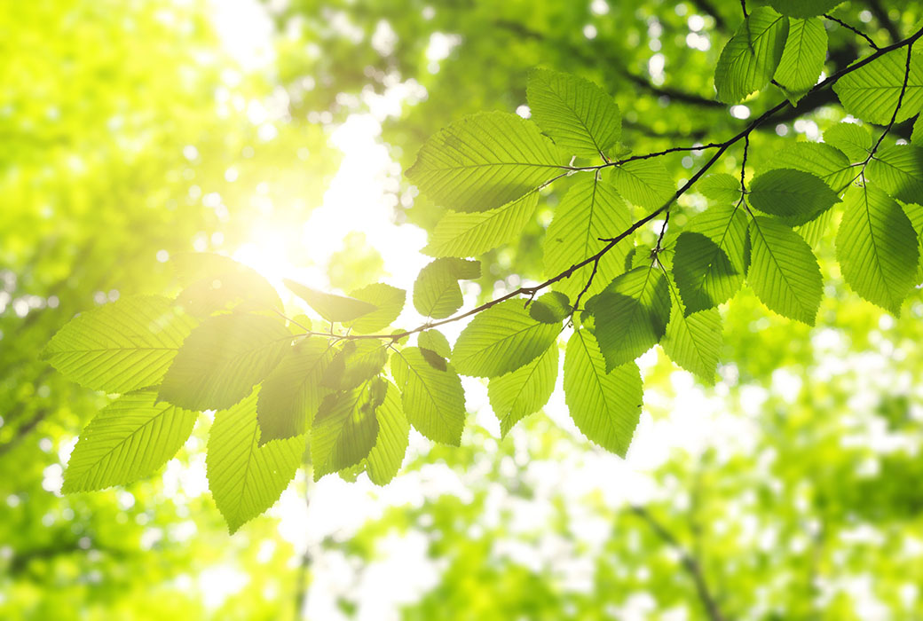 soleil-feuillage